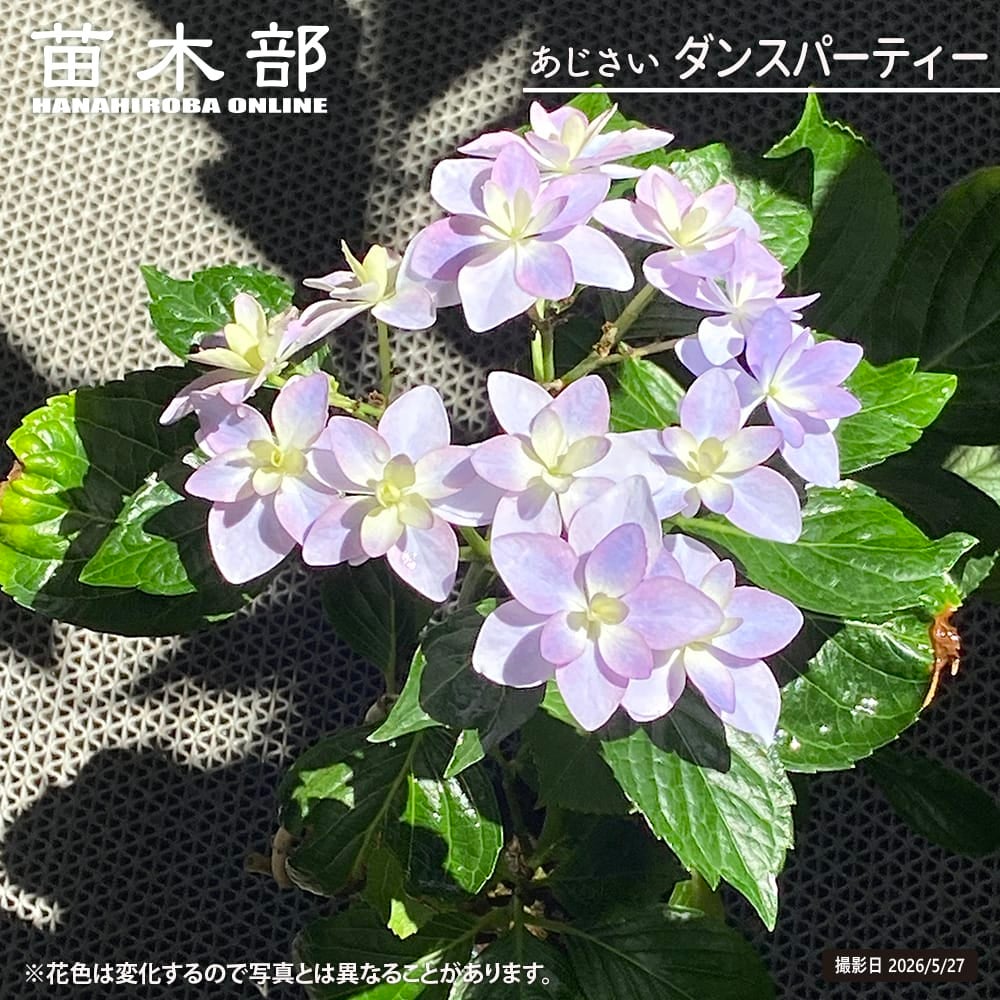 アジサイ ダンスパーティー 加茂セレクション 苗 販売 苗木部 By 花