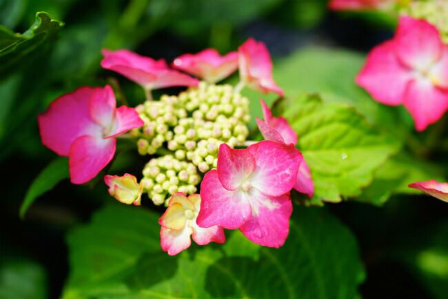 苗 苗木部 By 花ひろばオンライン