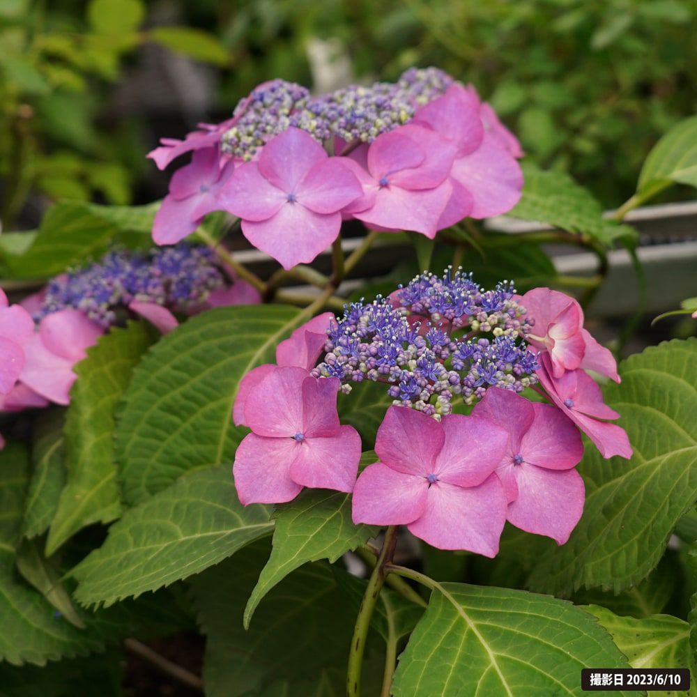 000000018174-06.jpg?size=l&w=