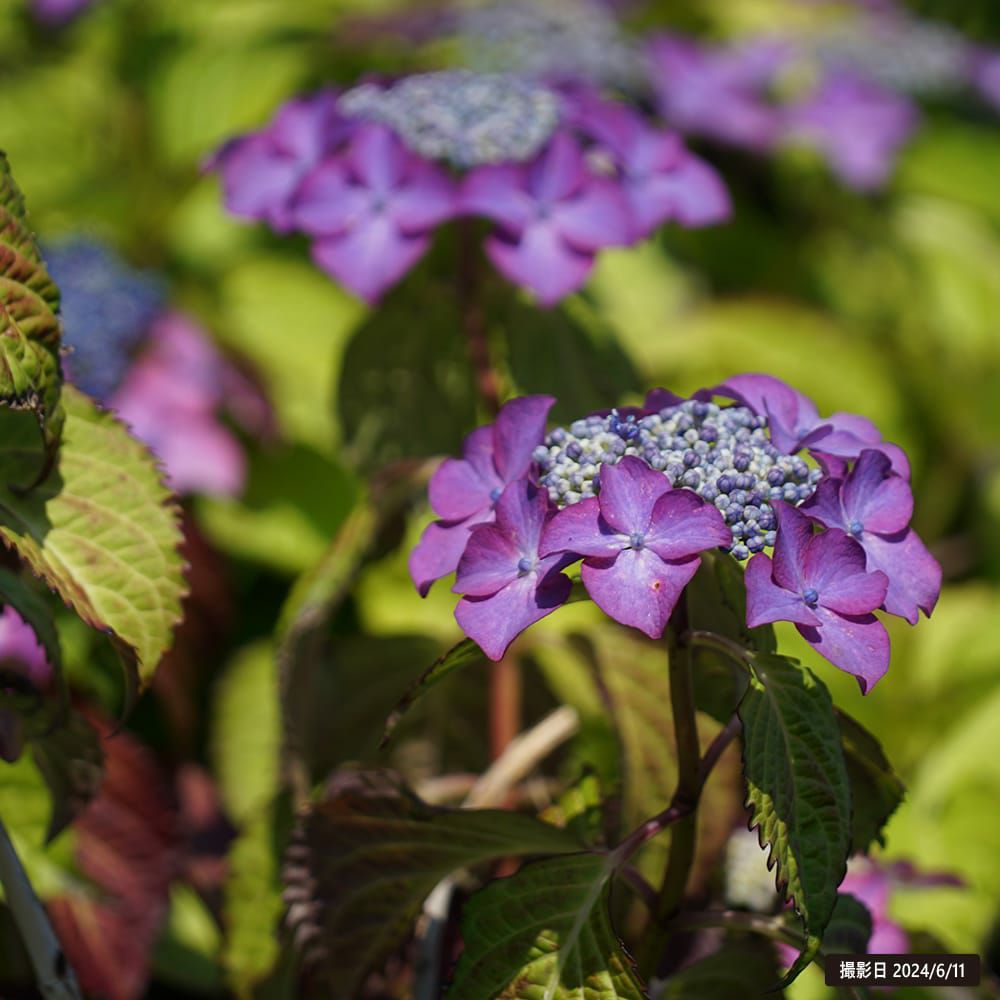 苗 苗木部 By 花ひろばオンライン