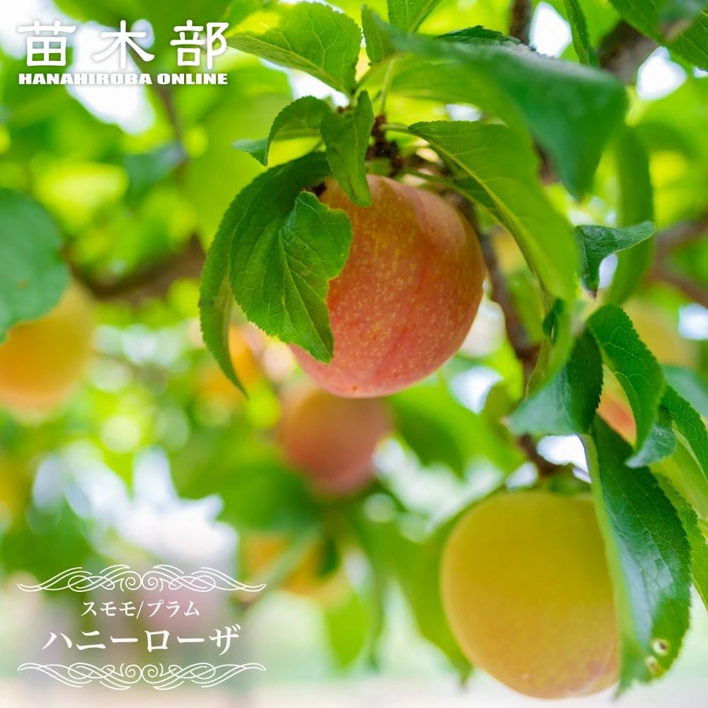 000000118230-01.jpg?size=l&w=