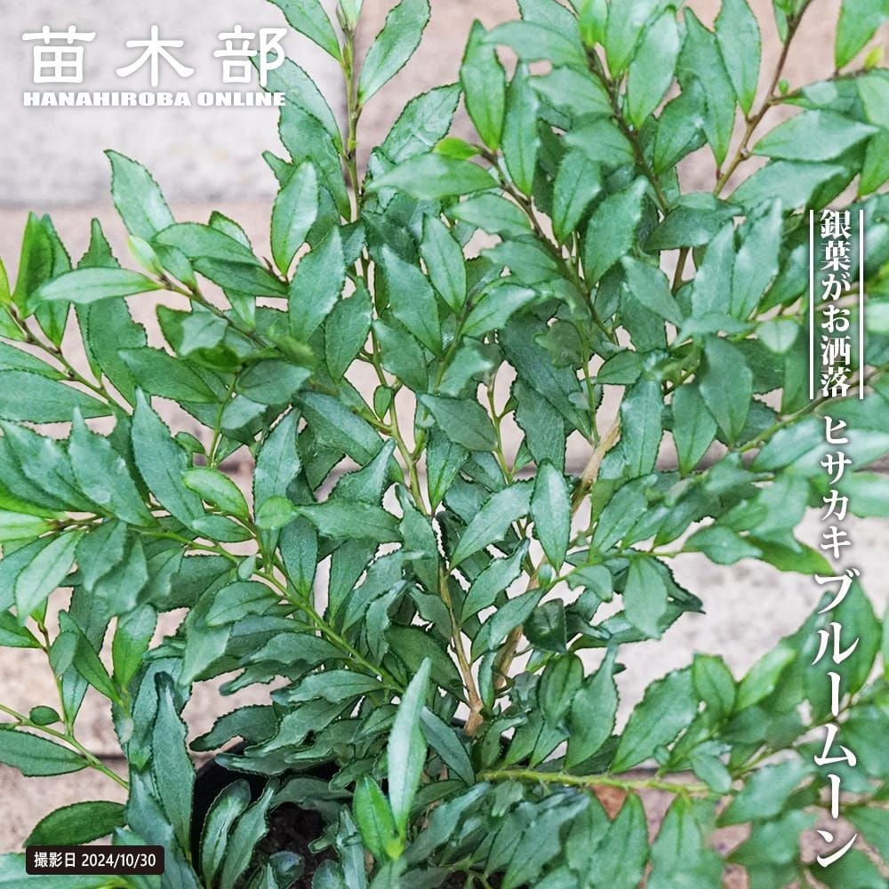 超絶品。山採りヒサカキ2.9M(鉢底から)品番B 000000118231-01.jpg?size=l&w=