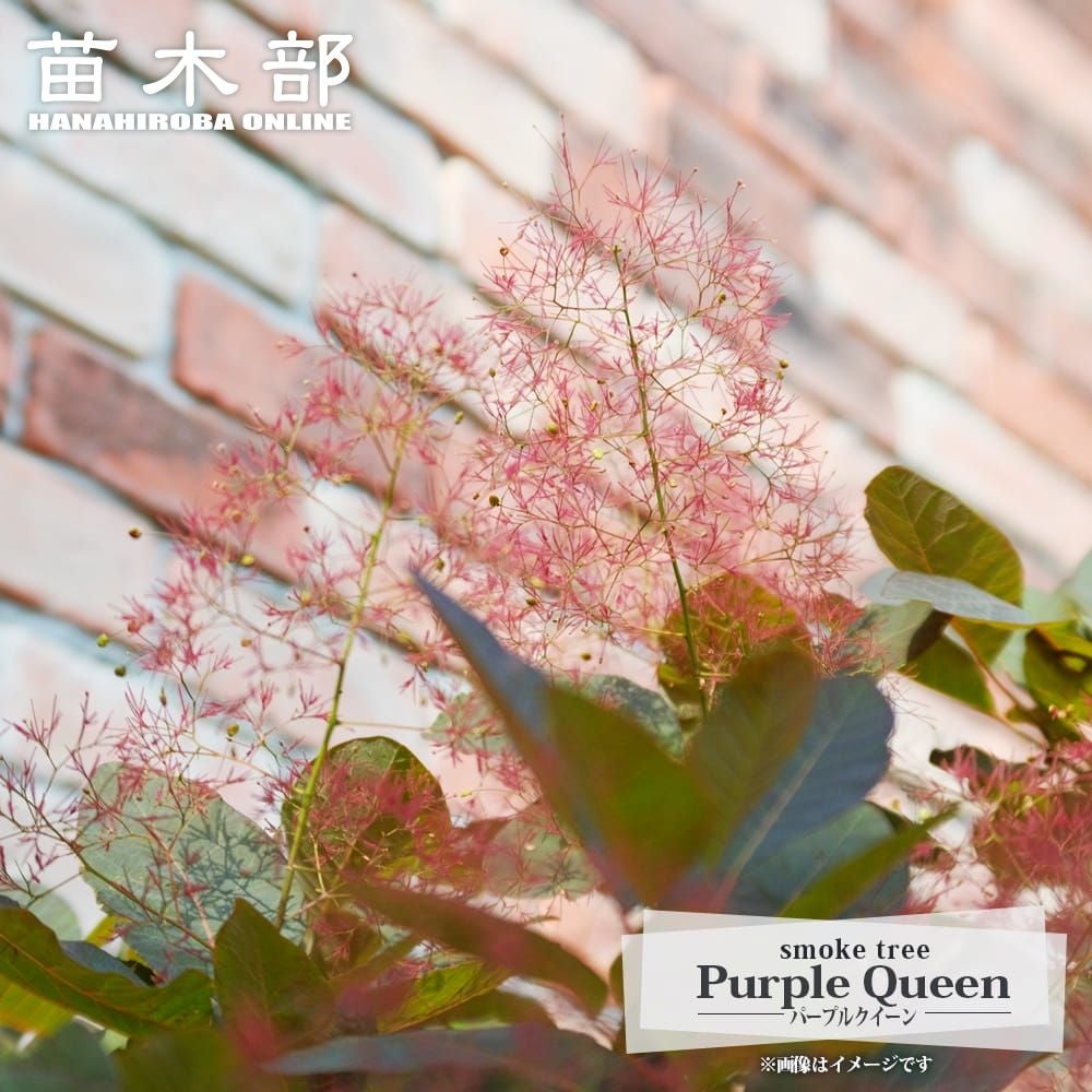 000000118235-01.jpg?size=m&w=