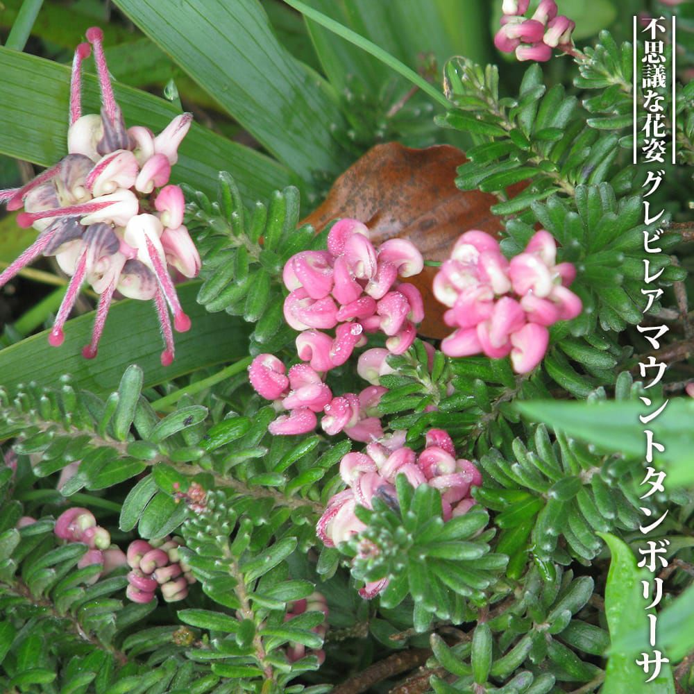 グレビレア ロンギスティーラ エレガンス 苗 通販 苗木部 By 花ひろば