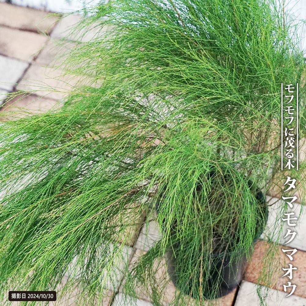 タマモクマオウ カスアリナ オージープランツ 通販 苗木部