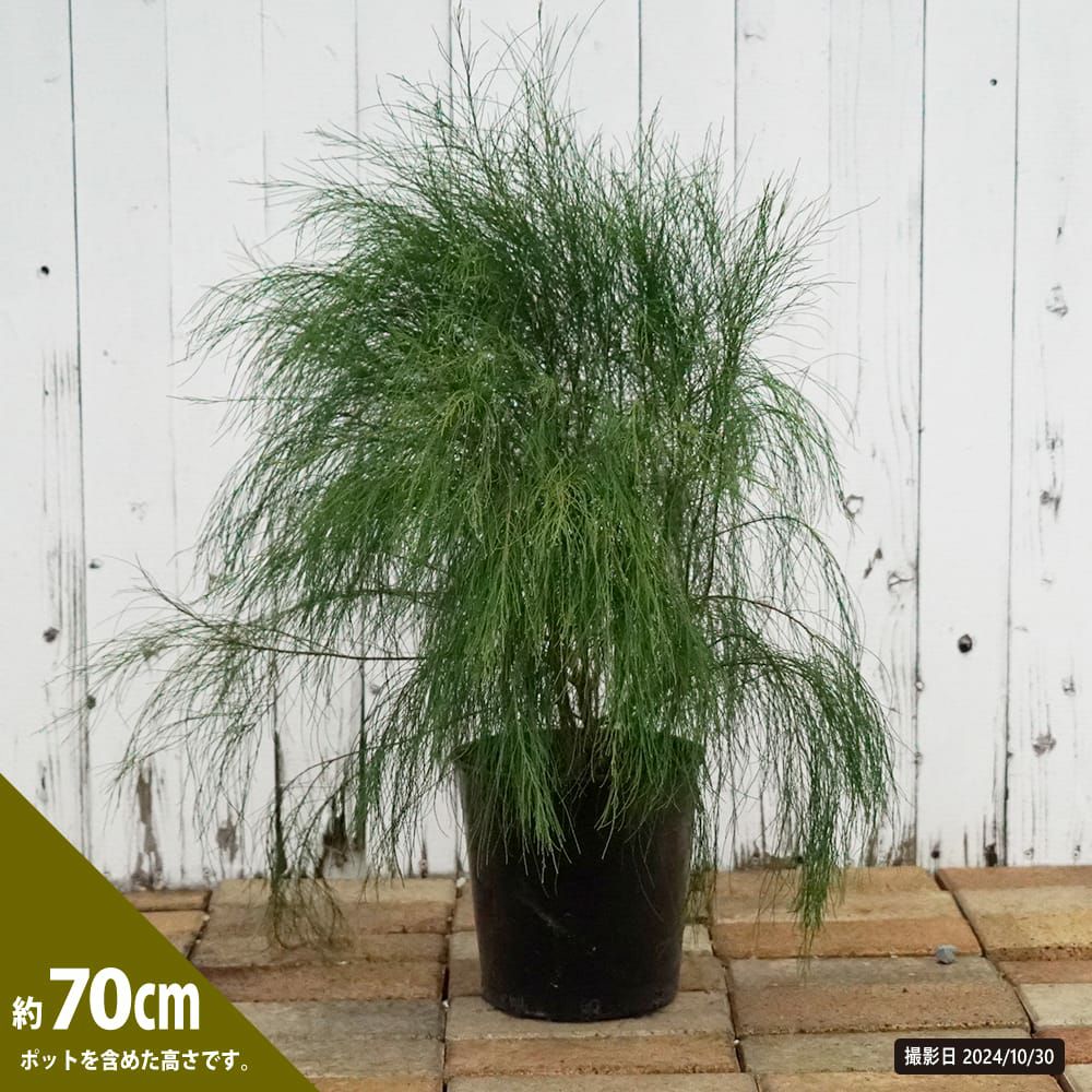 000000118237-03.jpg?size=l&w=