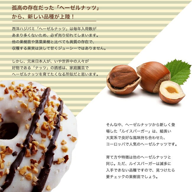 ヘーゼルナッツ ルイスバーガー 苗 おすすめ 苗木部 By 花ひろばオンライン