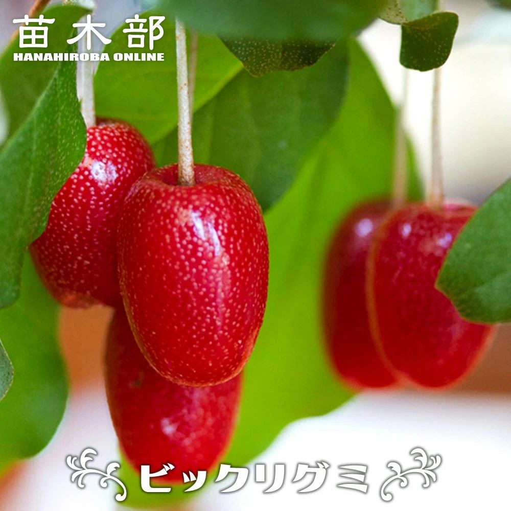 グミ 落葉性 ナツグミ 苗 販売 苗木部 By 花ひろばオンライン