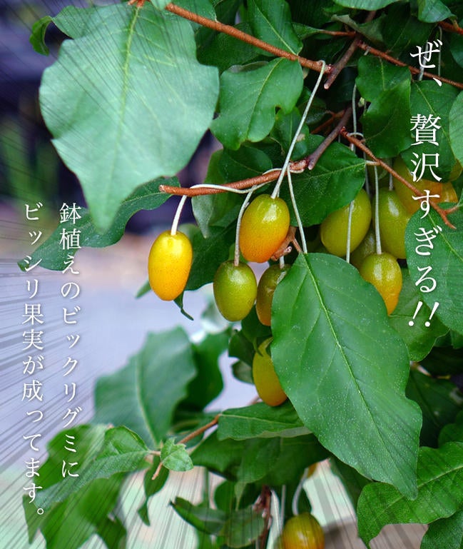 びっくりミグ　極太　苗木 グミ 落葉性 ビックリグミ 苗 おすすめ 苗木部 By 花ひろばオンライン