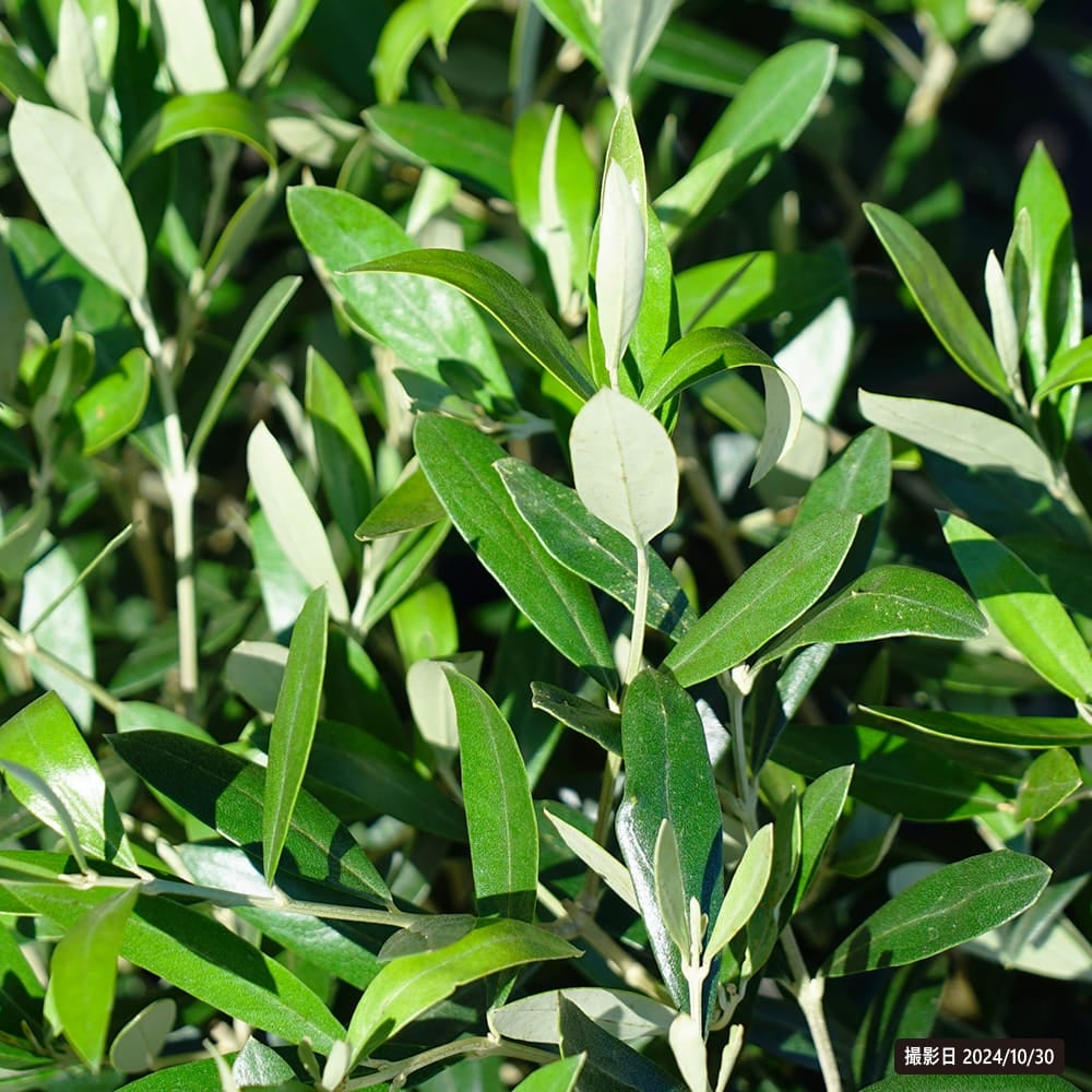 オリーブ ワンセブンセブン 苗 販売 苗木部 By 花ひろばオンライン