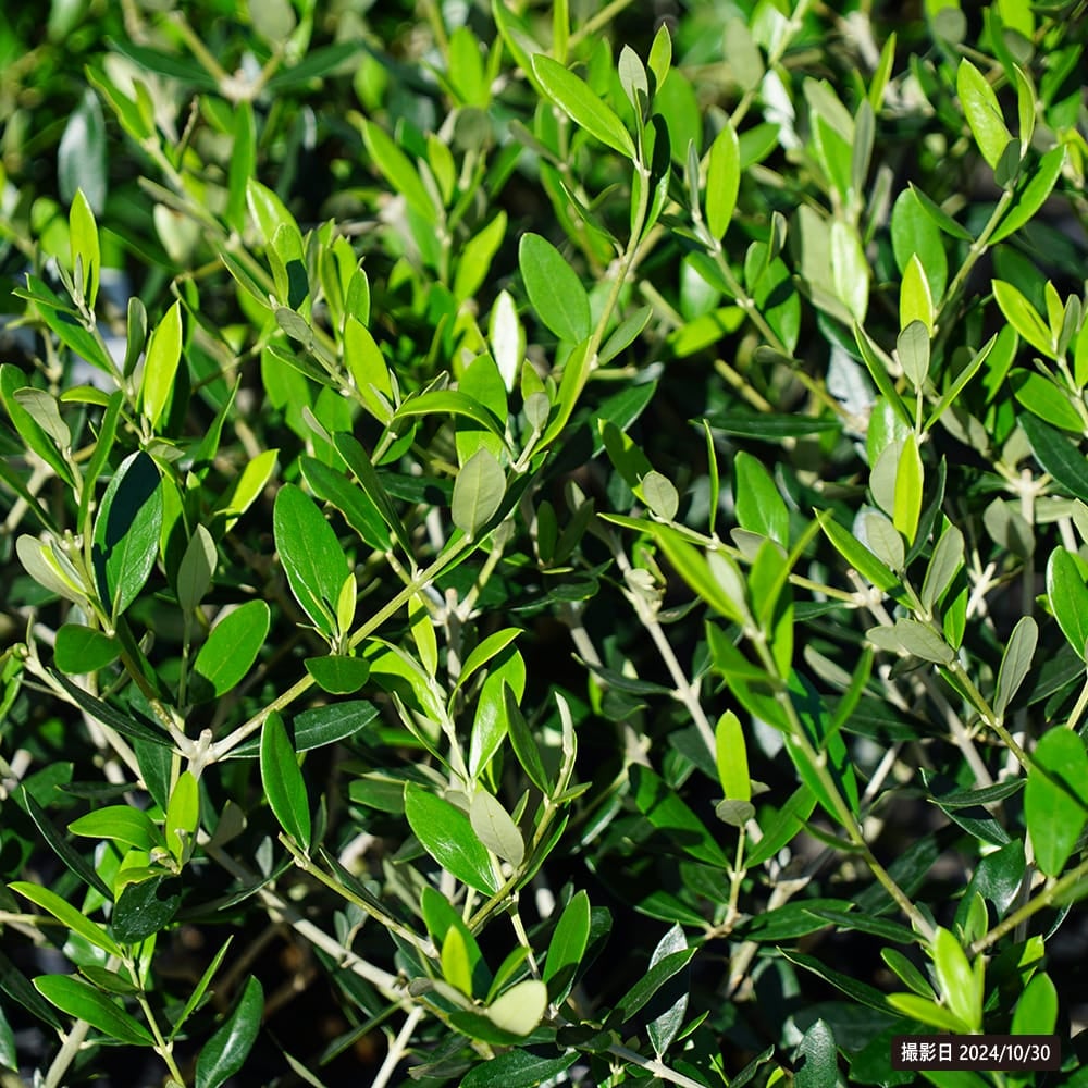 オリーブ タジャスカ 苗 販売 苗木部 By 花ひろばオンライン