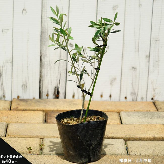 000000118378-02.jpg?size=l&w=