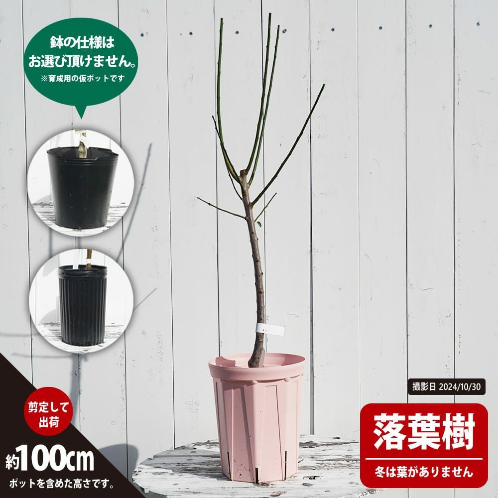 ウメ 実梅 鶯宿 苗 おすすめ 苗木部 By 花ひろばオンライン