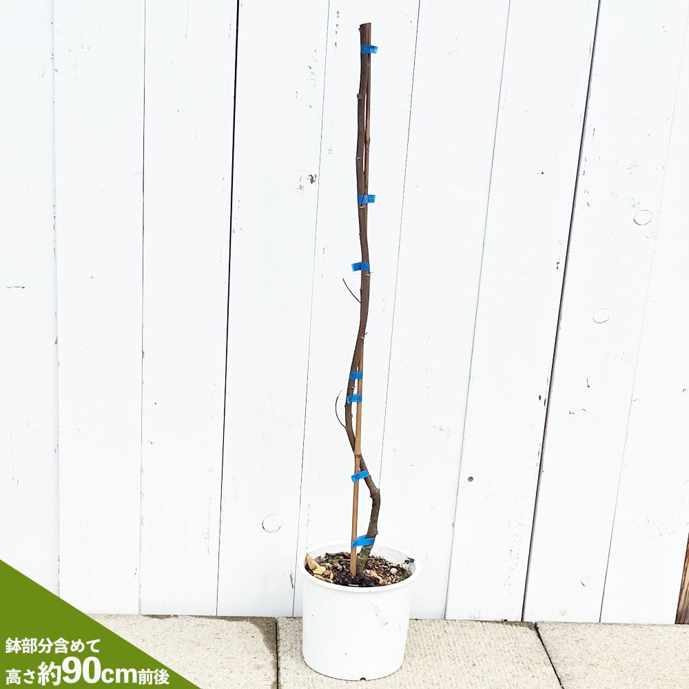 甘味系 スターフルーツ ハニージャンボ 苗 販売 苗木部 By 花ひろば