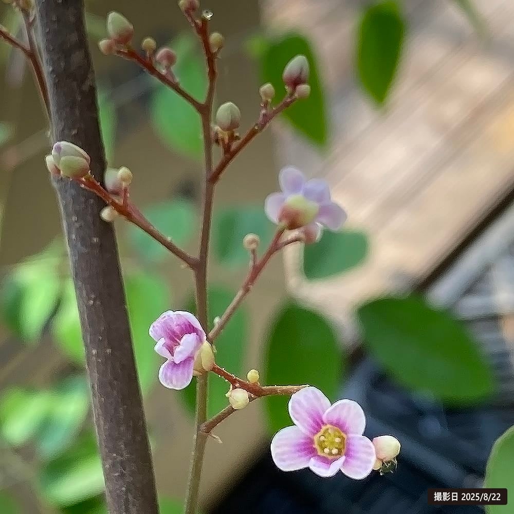 甘味系 スターフルーツ ハニージャンボ 苗 販売 苗木部 By 花ひろば