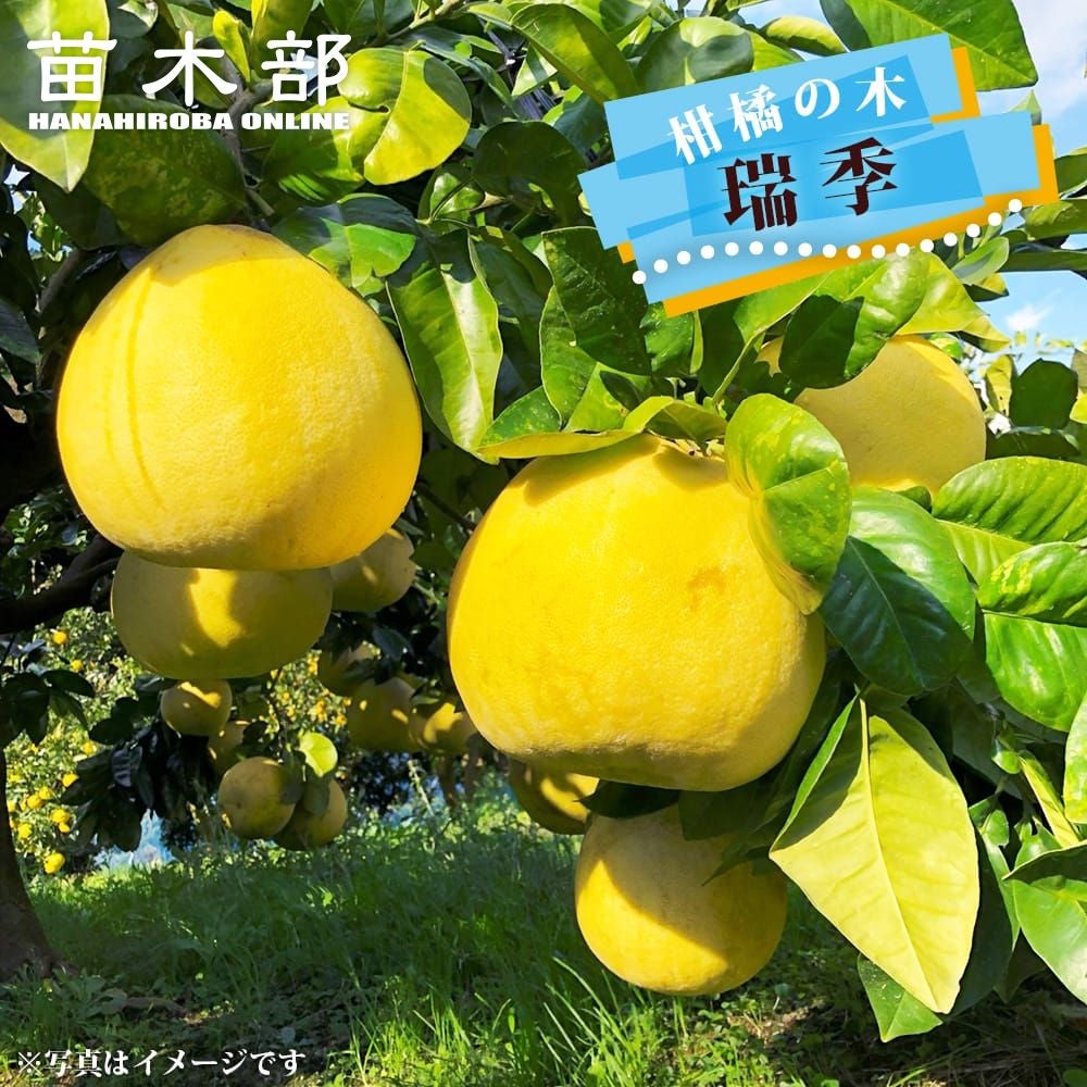 柑橘 ザボン 晩白柚 苗 販売 苗木部 By 花ひろばオンライン