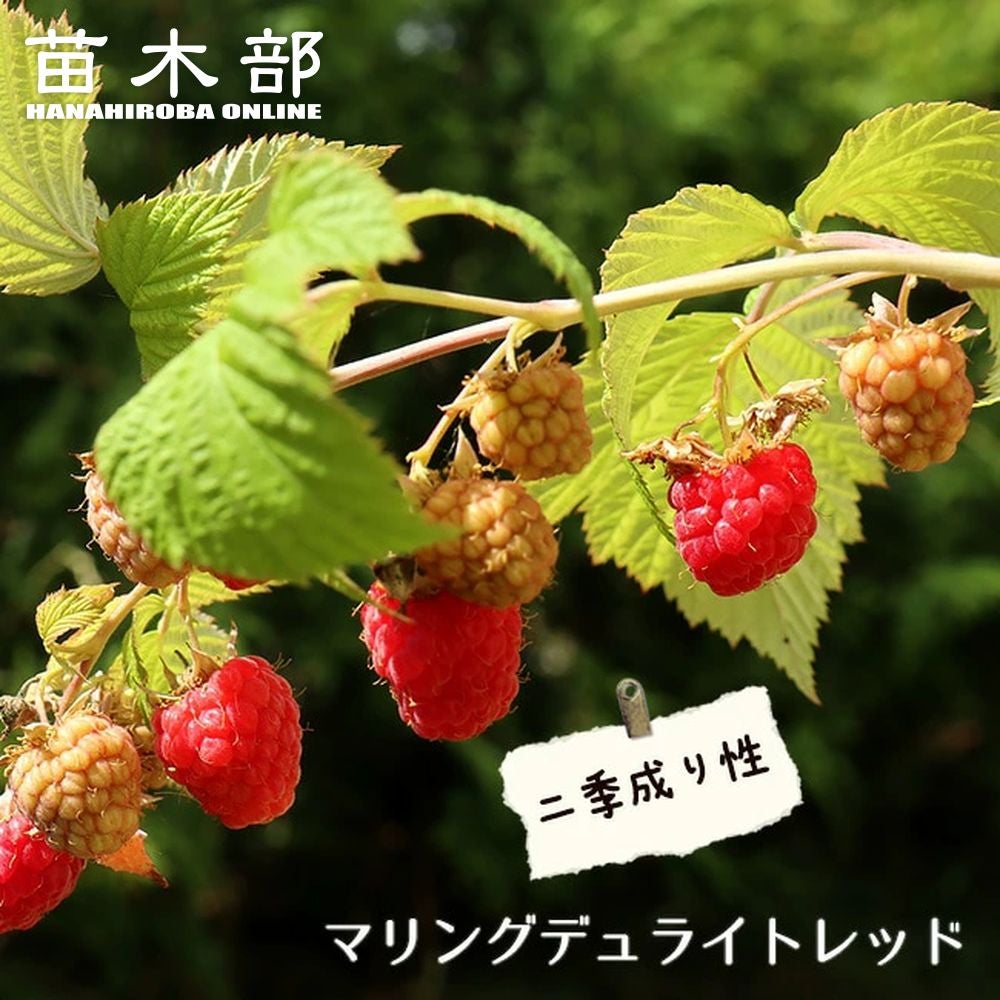 ラズベリー マリングデュライトレッド 苗 販売 苗木部 By 花ひろば