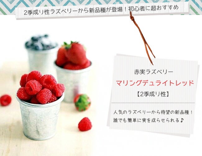 ラズベリー　チュラミン⓪　赤色　トゲあり　一期なり 000000018769-02.jpg?size=l&w=