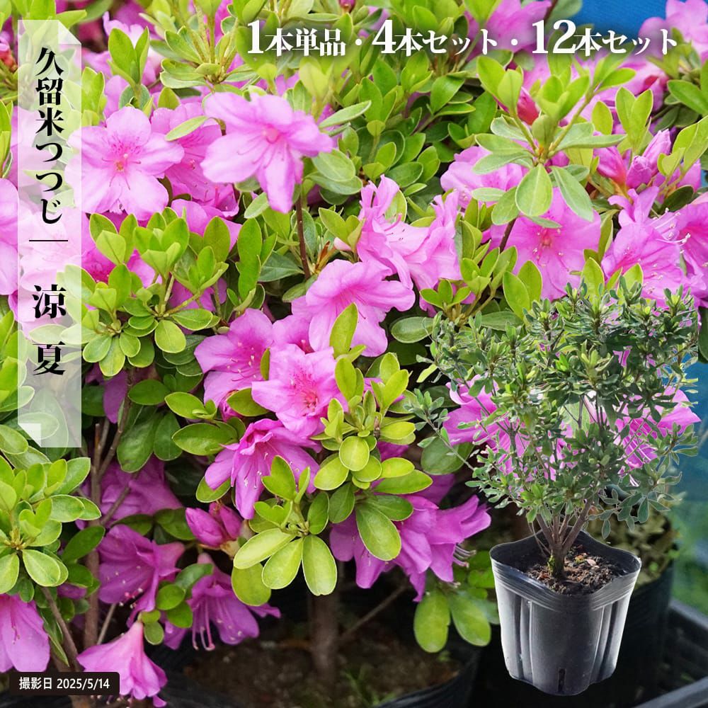 000000118762-03.jpg?size=l&w=