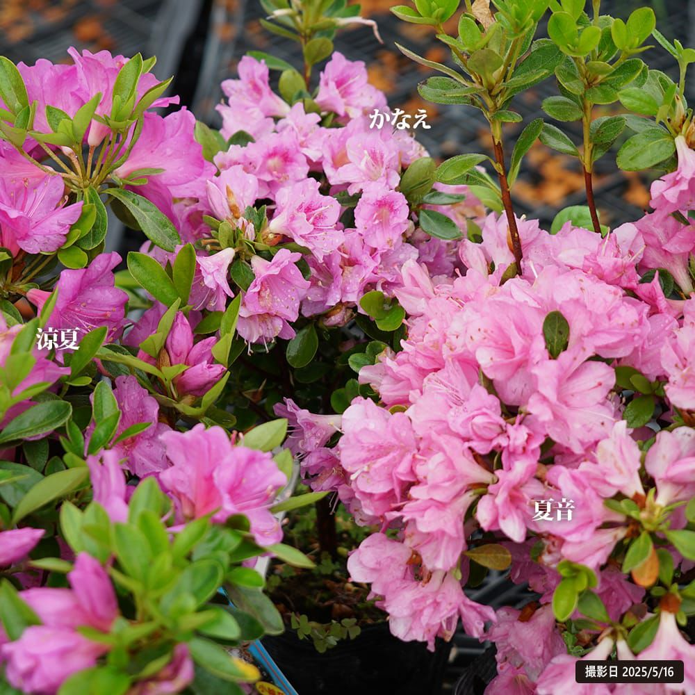 耐暑性久留米ツツジ かなえ、夏音、涼夏 販売 苗木部 By 花ひろば