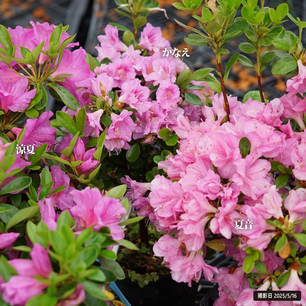 1.かなえ単品（1本）