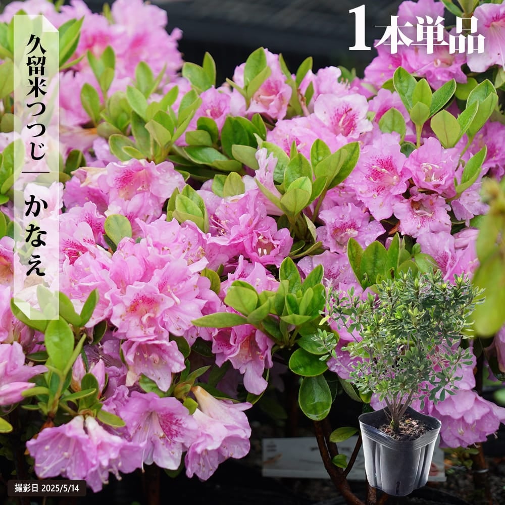 1.かなえ4本セット