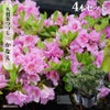 1.かなえ12本セットお得