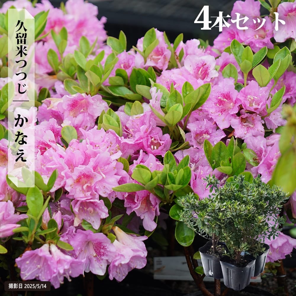 1.かなえ12本セットお得