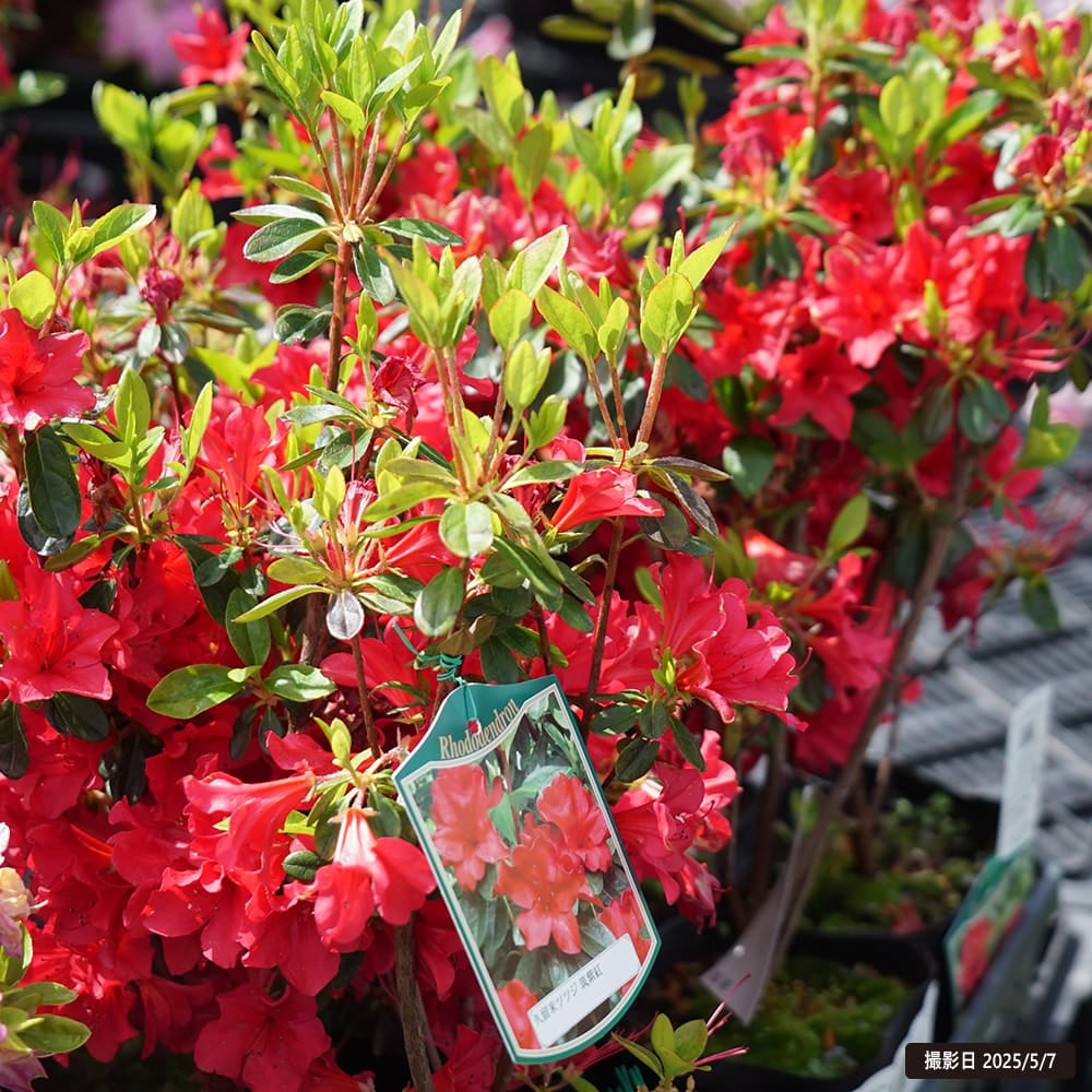 □□鮮烈な紅花！ クルメツツジ チクシベニ 玉仕立て