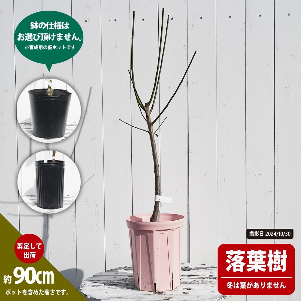 プラム・スモモ 二ホンスモモ ハニーローザ 苗 育て方 苗木部 By 花