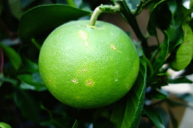 000000018983-03.jpg?size=l&w=