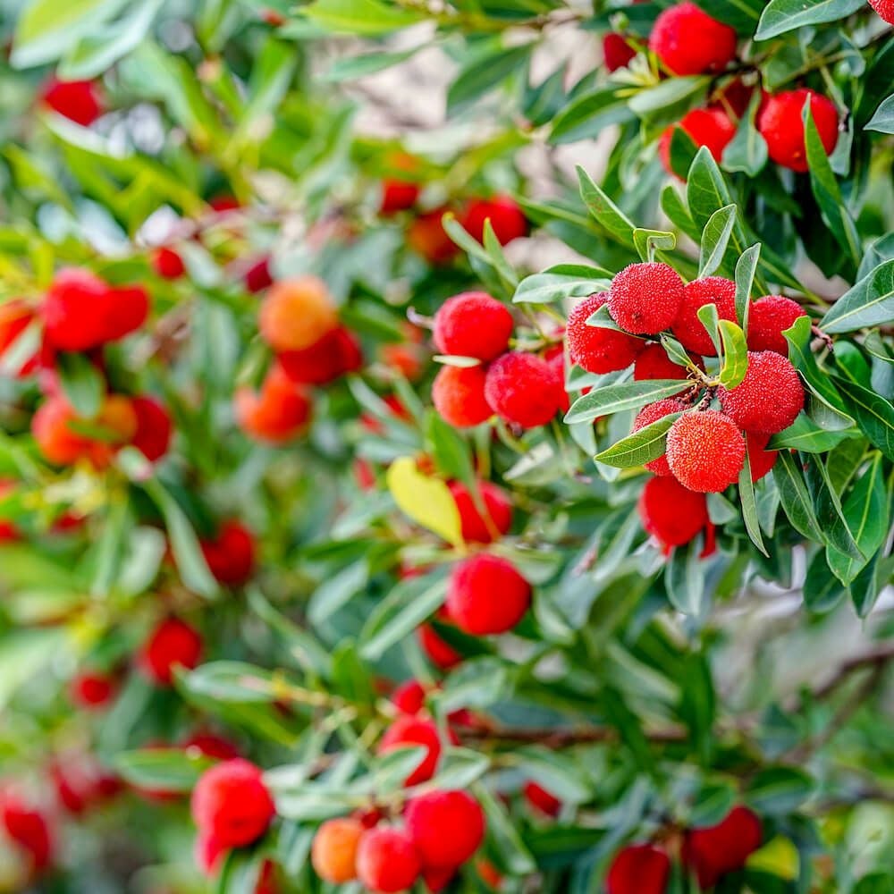 山桃 | 苗木部 本店 By 花ひろばオンライン