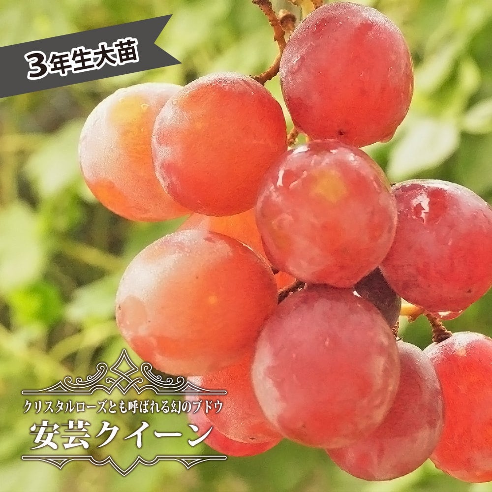 ブドウ 欧米雑種4倍体 安芸クイーン 苗 植え方 苗木部 By 花ひろば