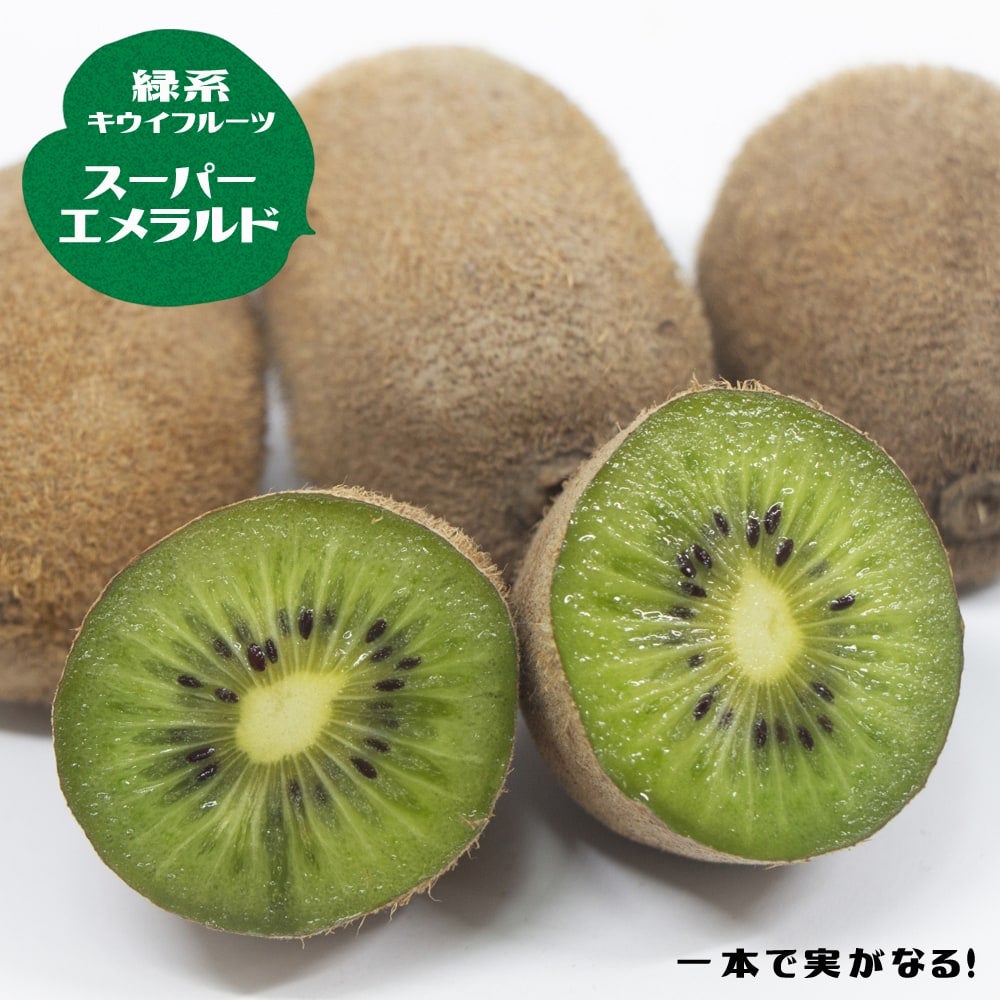 キウイ 1本でなる系 スーパーエメラルド 苗 おすすめ 苗木部 By 花