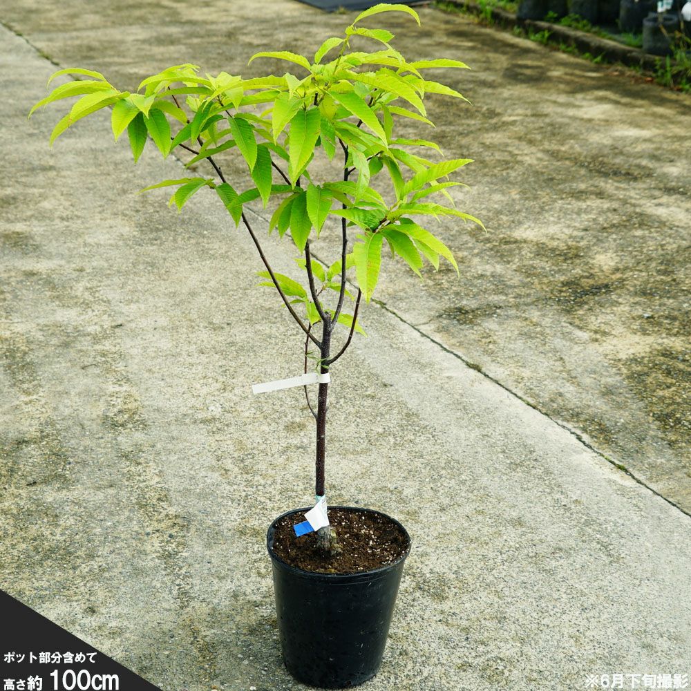 000000019062-02.jpg?size=l&w=