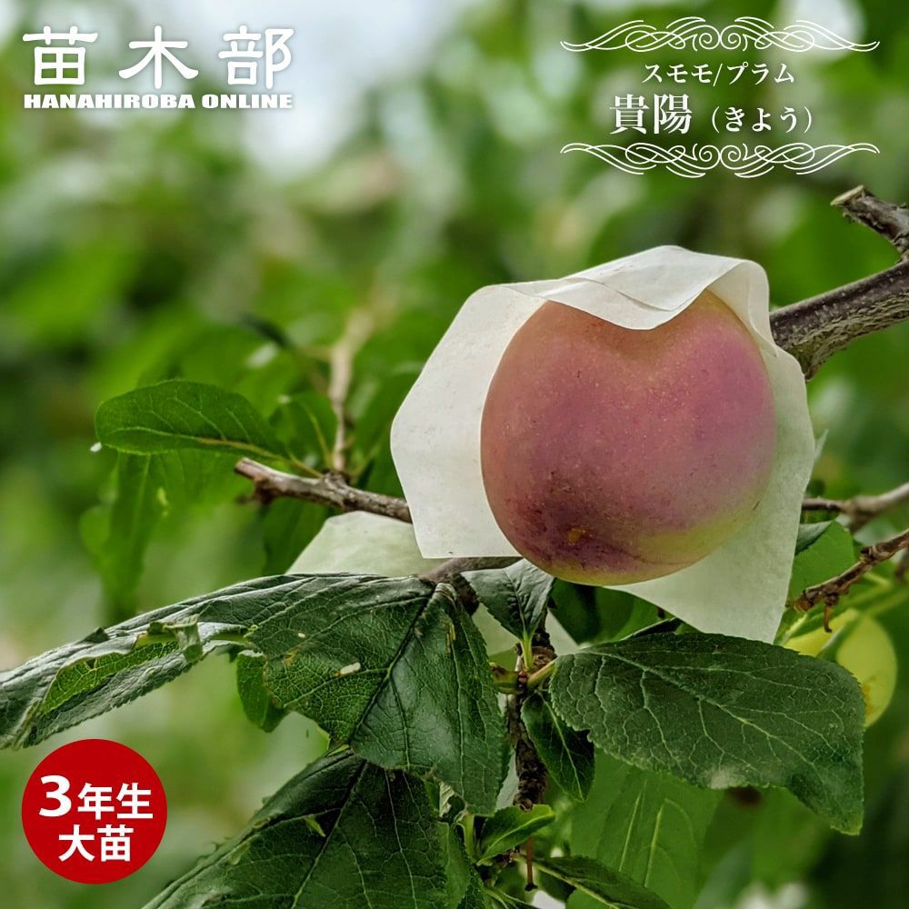 000000019065-01.jpg?size=l&w=