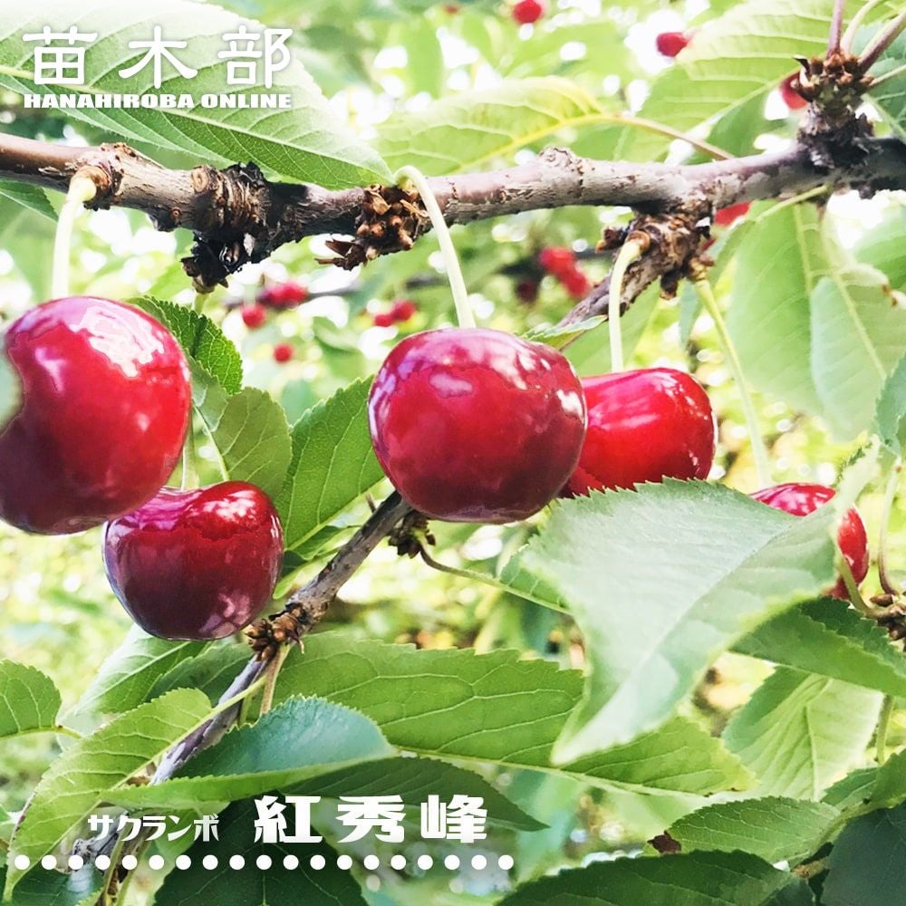 000000019066-01.jpg?size=l&w=