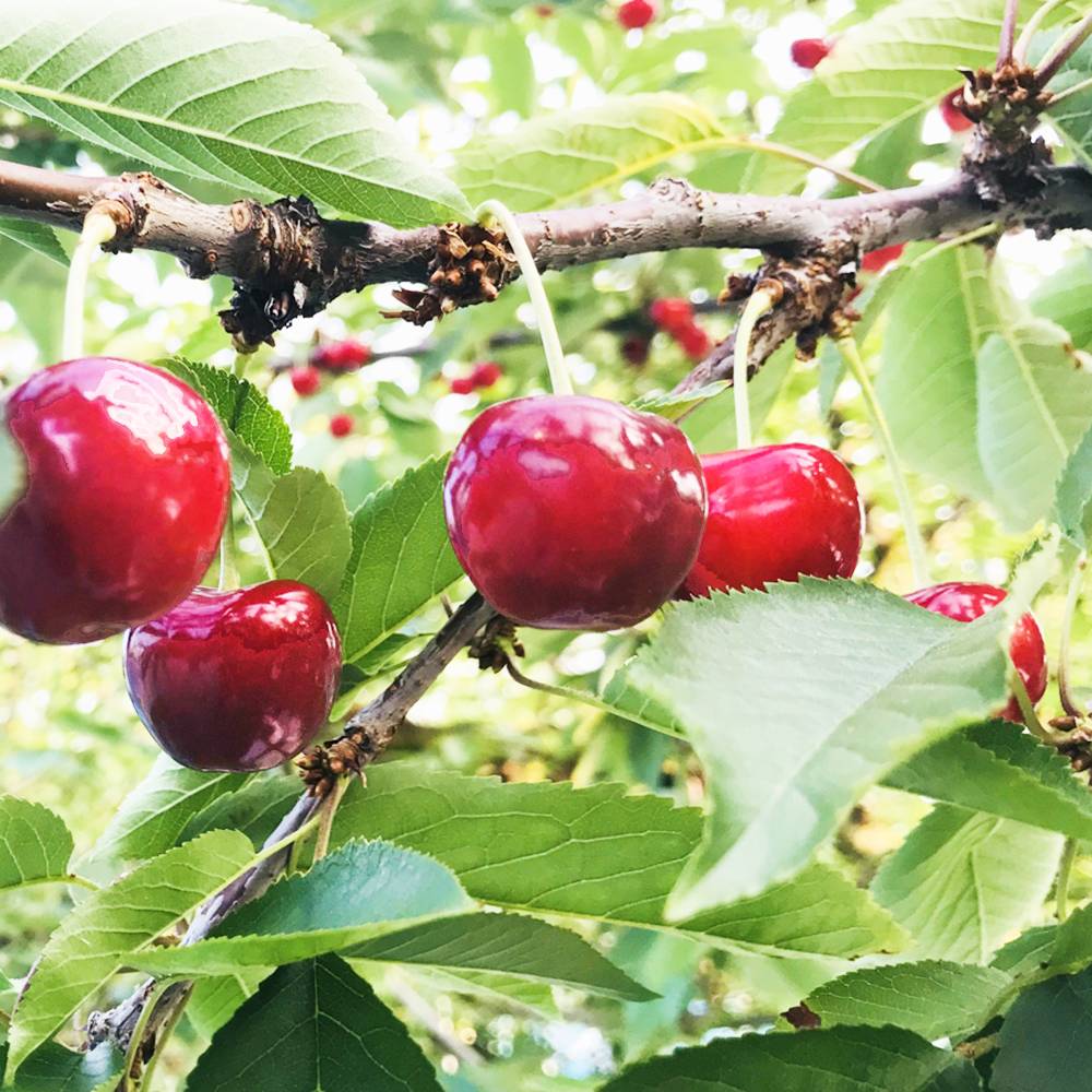 さくらんぼ大苗三種 さくらんぼの木 紅秀峰 3年生接木1m大苗 産地で剪定済 1.0m苗 : 苗木部