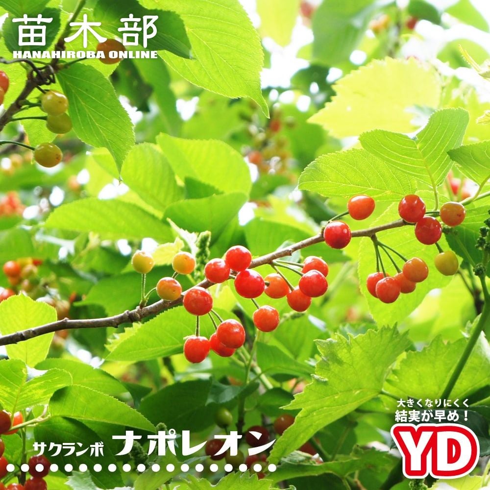 000000019068-01.jpg?size=m&w=