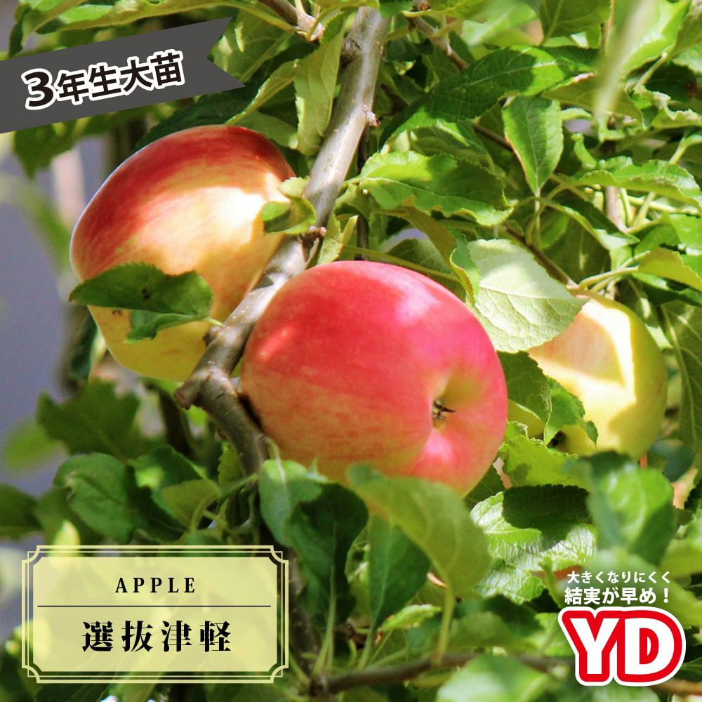 000000019125-01.jpg?size=l&w=