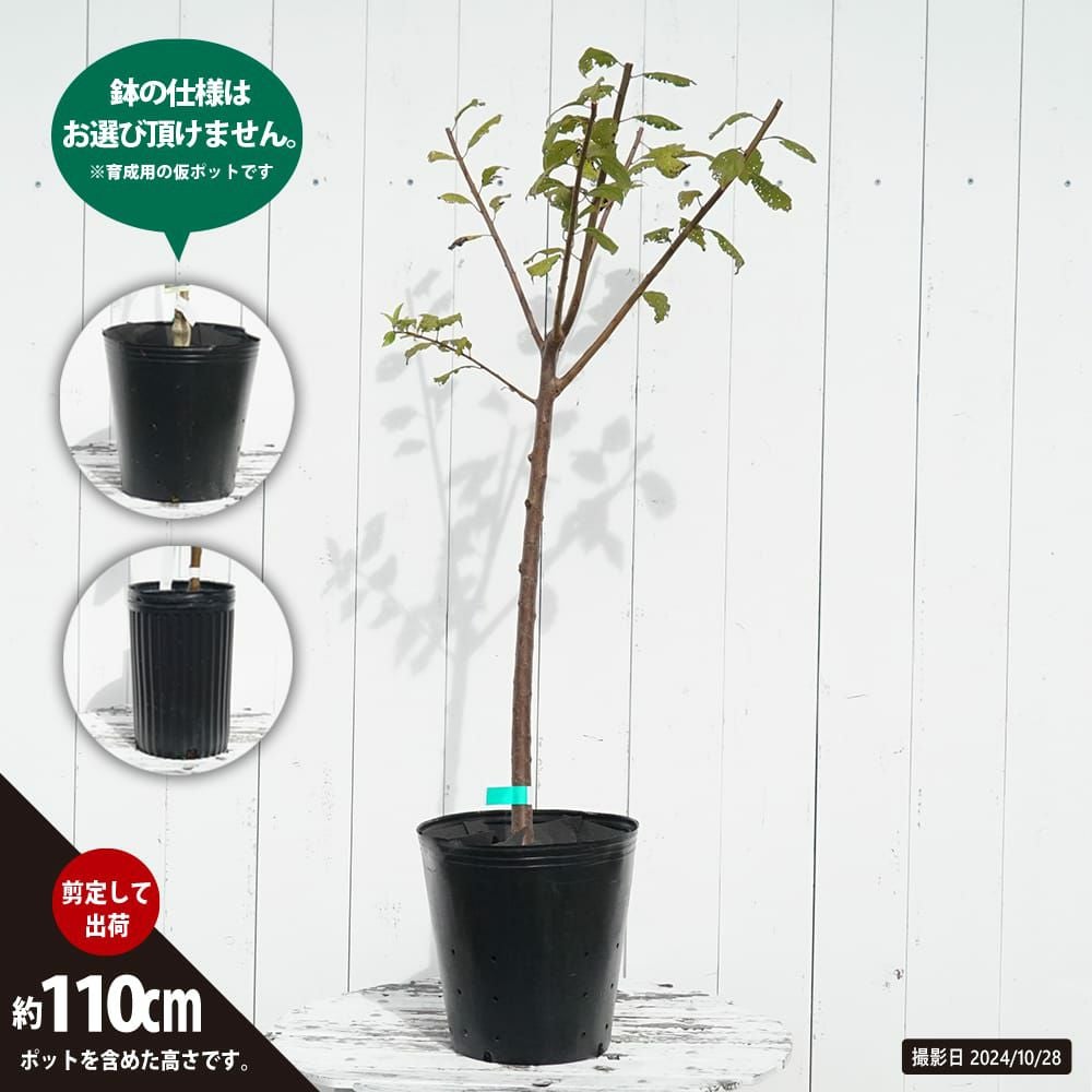 リンゴ 選抜津軽 苗 育て方 苗木部 By 花ひろばオンライン