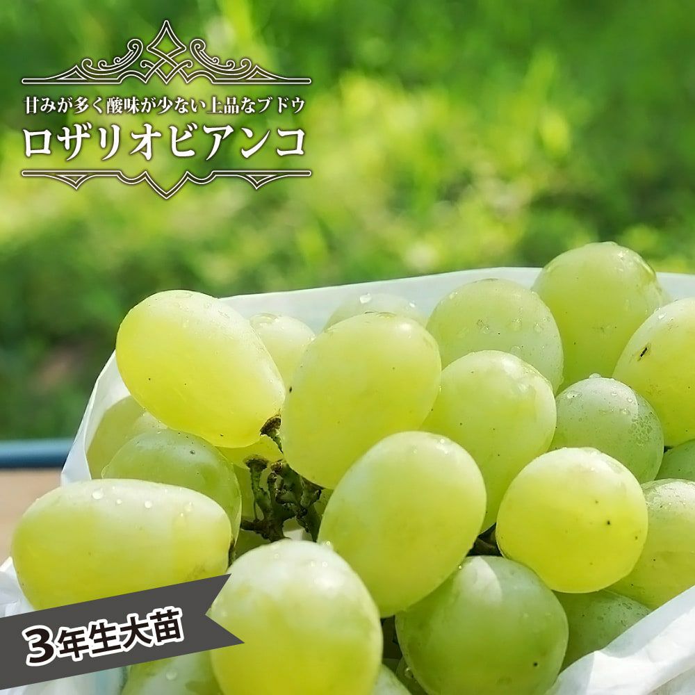 ブドウ 天晴 欧米雑種2倍体 苗 販売 苗木部 By 花ひろばオンライン