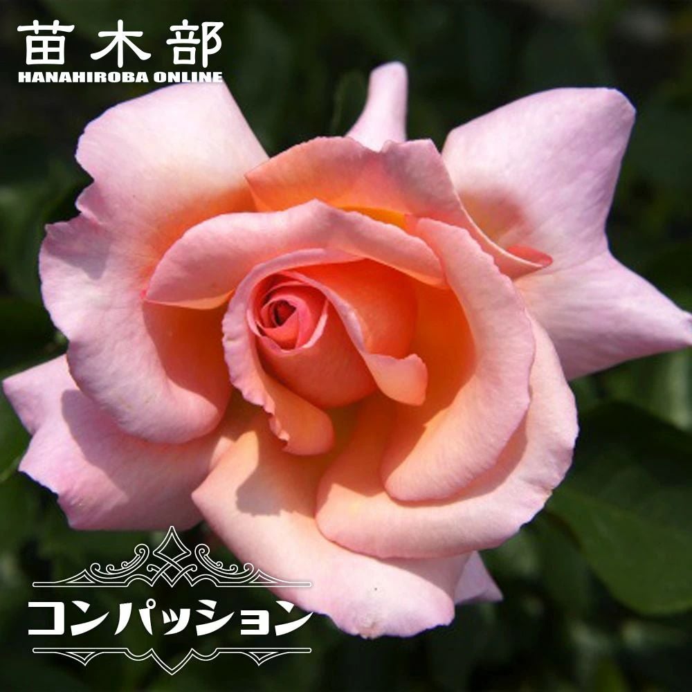 000000019177-01.jpg?size=l&w=