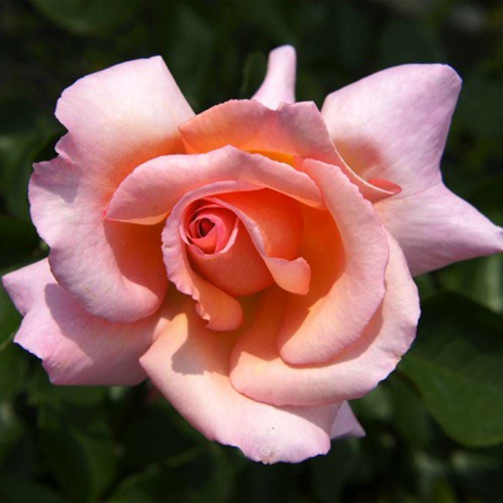 000000019177-09.jpg?size=l&w=