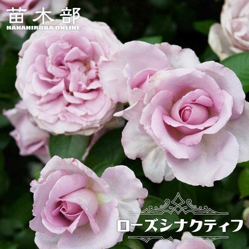 000000019187-01.jpg?size=l&w=