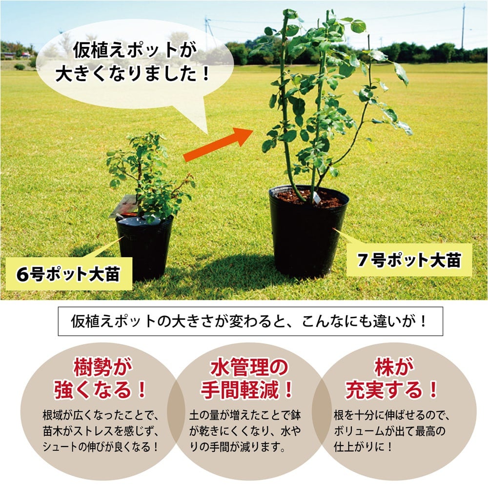 バラ つるミミエデン CL クライミング (つるバラ) 苗 通販 苗木部