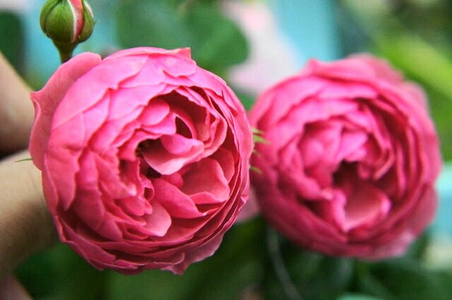 000000019190-03.jpg?size=l&w=