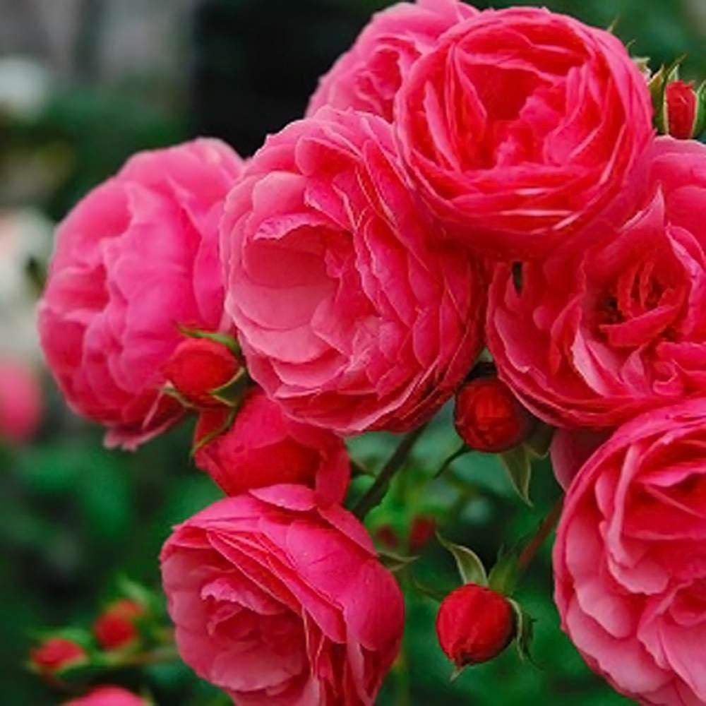 000000019190-10.jpg?size=l&w=