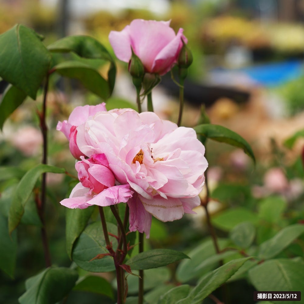 000000019196-02.jpg?size=l&w=