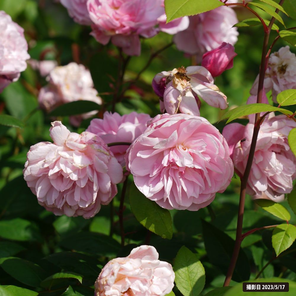 000000019196-06.jpg?size=l&w=